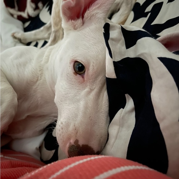 Meet your Posher, Deana - Picture 14 of 16